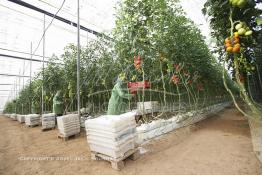 Image du Maroc Professionnelle de  Agriculture moderne au Sahara, des femmes marocaines effectuent la cueillette des tomates en grappes sous une serre dans une ferme à Dakhla. Dans cette région la production des tomates en grappes bénéficie d’un climat phénoménalement ensoleillé, tempéré et régulier, Mardi 21 Novembre 2006. Avec l'introduction des cultures sous abris serres, la région de Dakhla est devenue en très peu de temps célèbre pour ces productions de fruits et légumes destinés à l’export. (Photo / Abdeljalil Bounhar) 